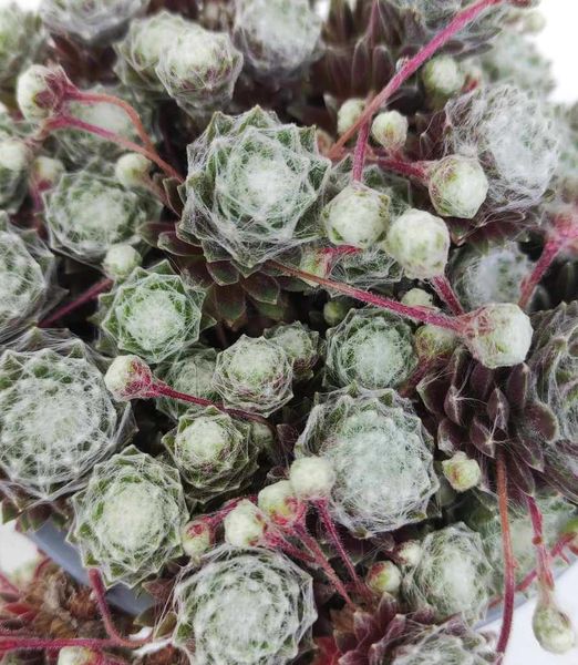 Sempervivum Arachnoideum